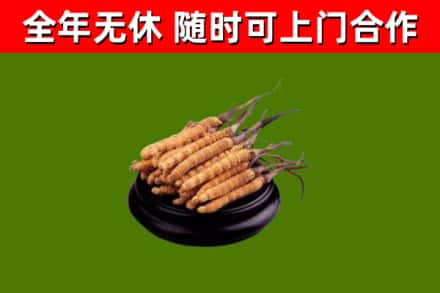 隆化县烟酒回收冬虫夏草.jpg
